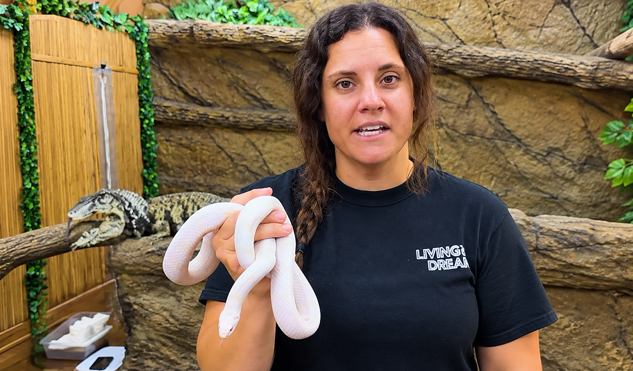 Snake earns its royal title by eating venomous snakes
