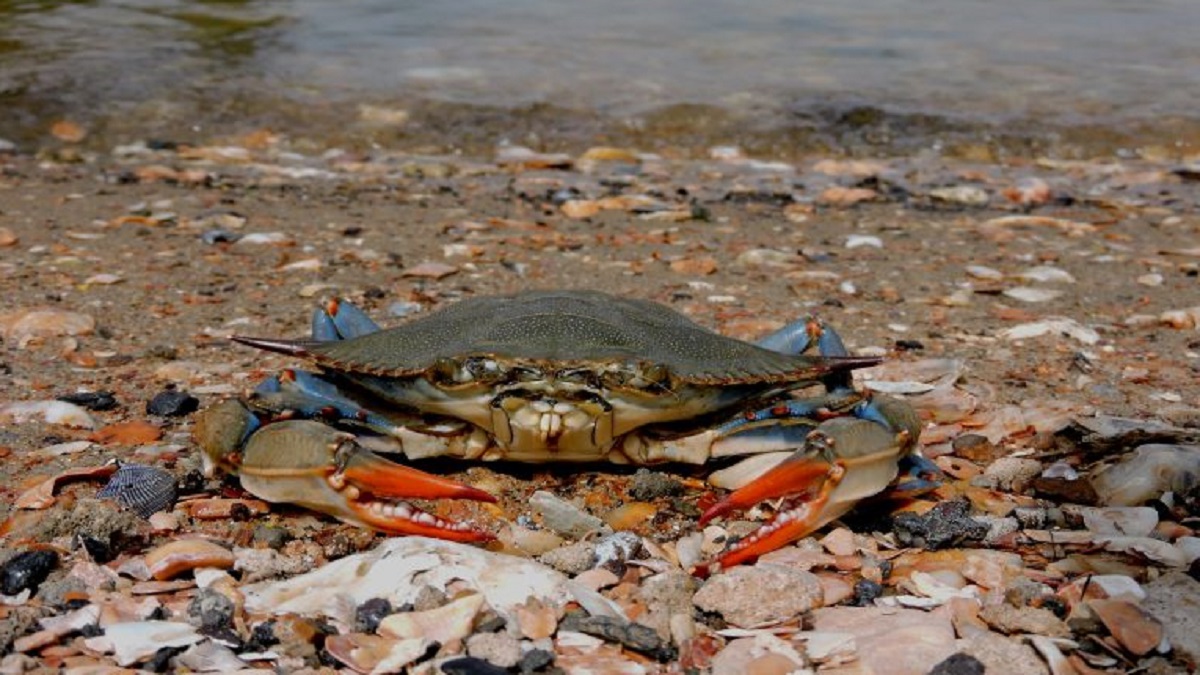 New assessment reveals 50 percent drop in Bay blue crabs since 2011