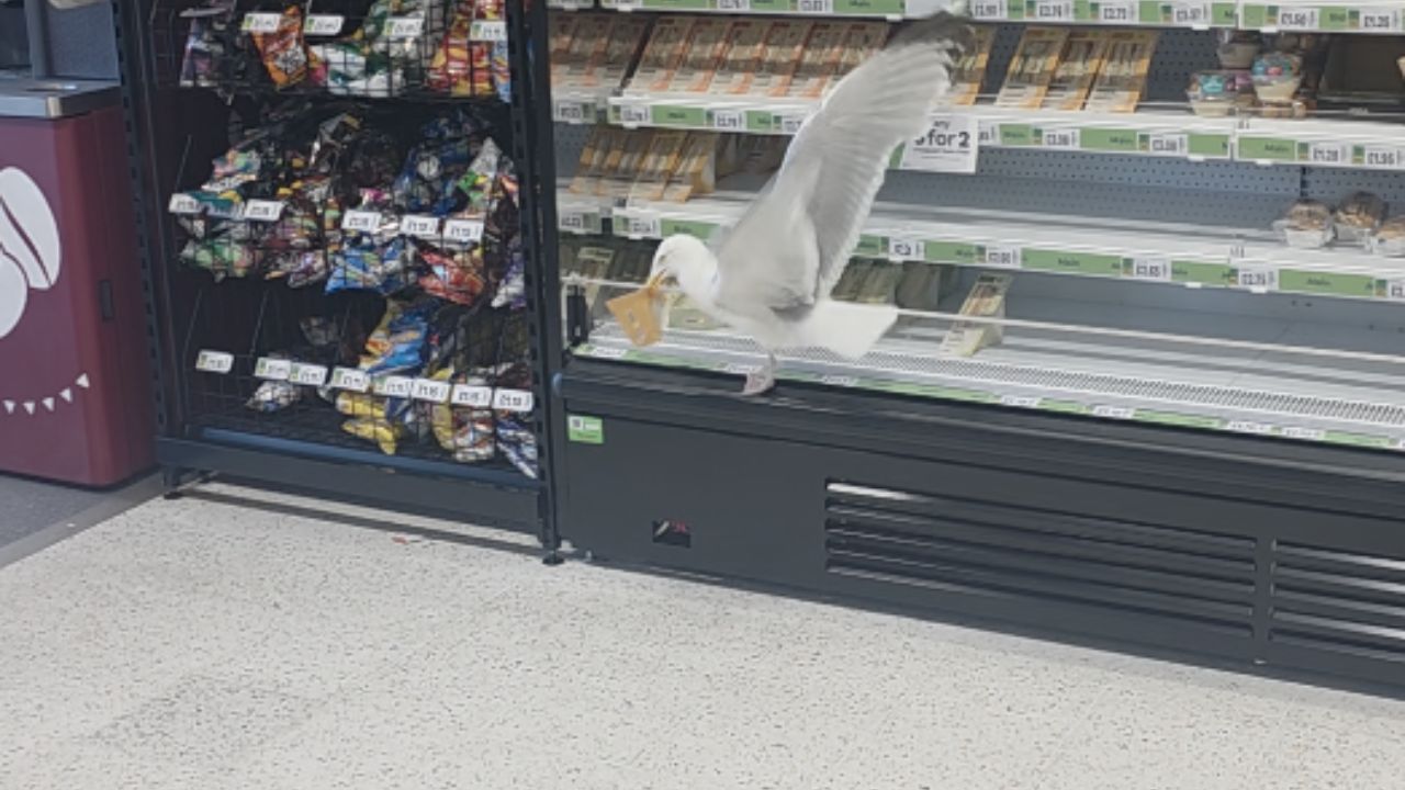 Unbelievable seagull steals sandwich from store and relishes it