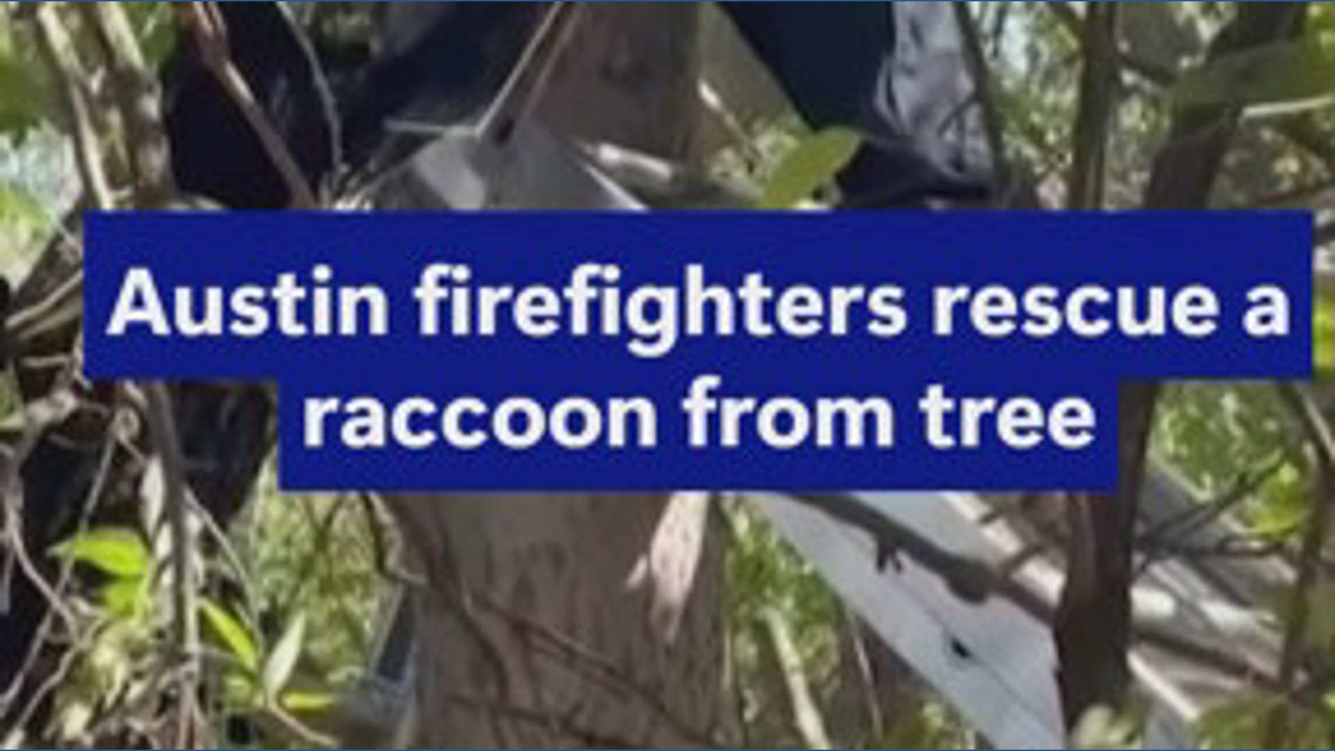 Austin firefighters rescue raccoon stuck in tree