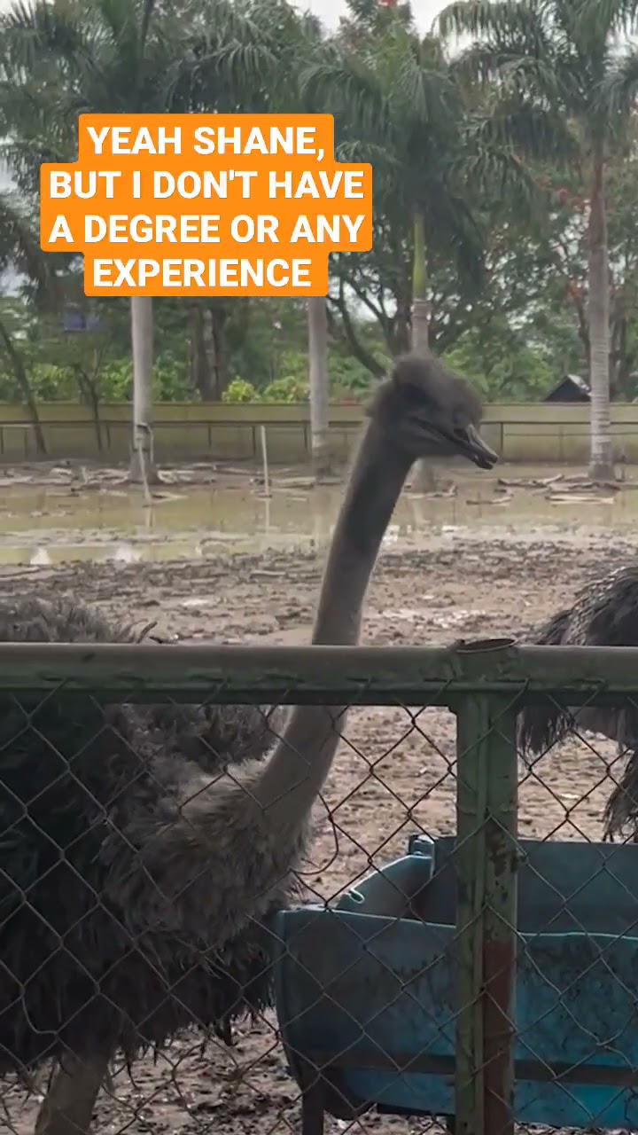 Remote work for ostriches (career advice)