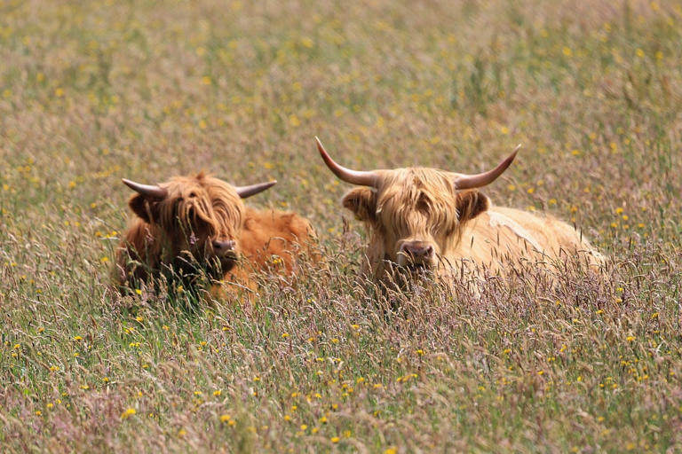 Rancher who voted for Trump says enough: now he's backing a Democrat in ...