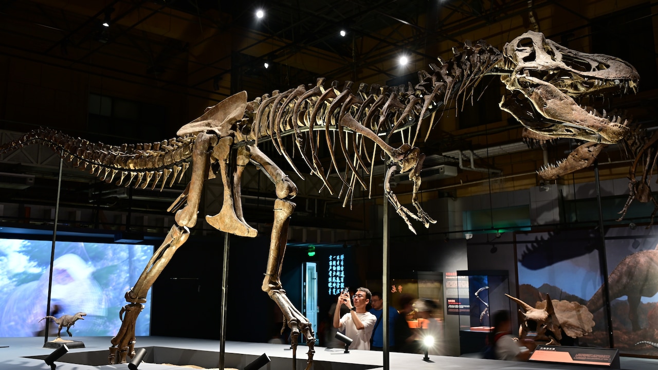 Nanotyrannus fossil sells for $47 million: Why this rare mini T Rex ...