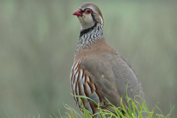 Nearly 200 partridges killed in Isle of Wight dog attack as police ...