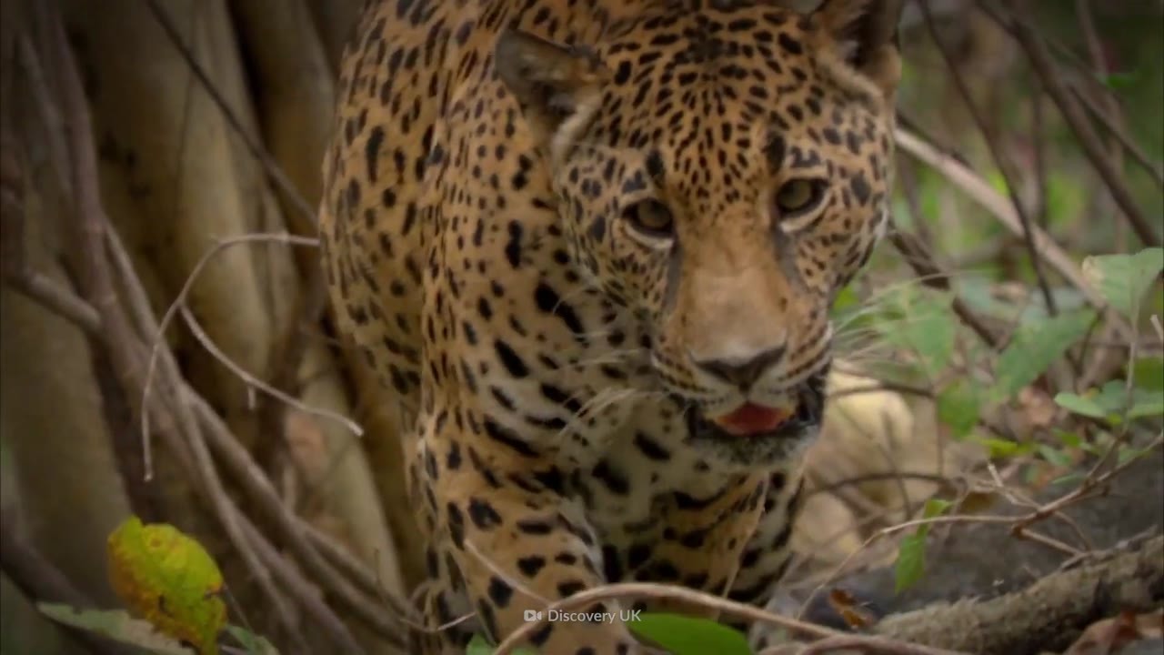 Why leopards are among the most dangerous predators living near human ...