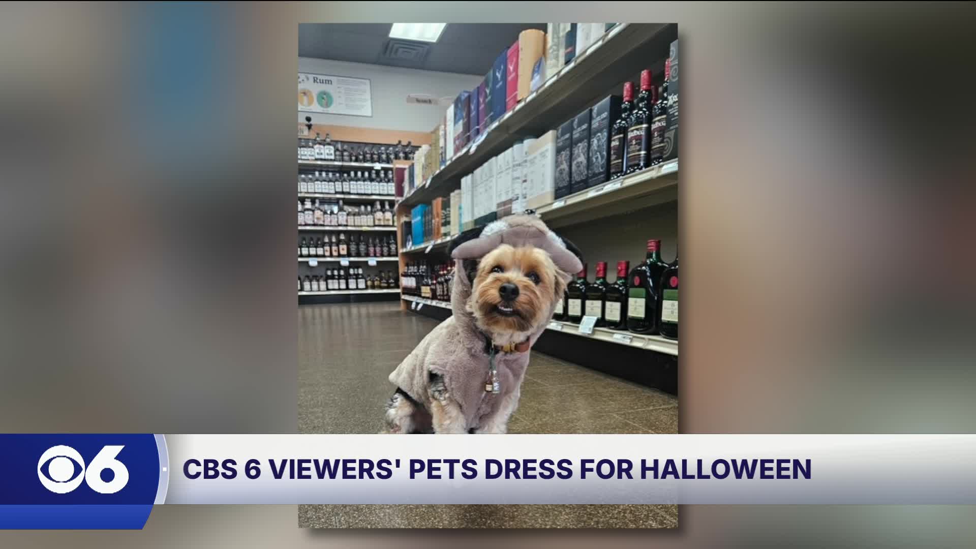 Max the dog dresses as drunk Virginia raccoon for Halloween