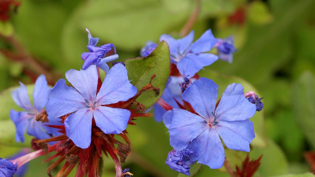 9 ground covers for color and low maintenance