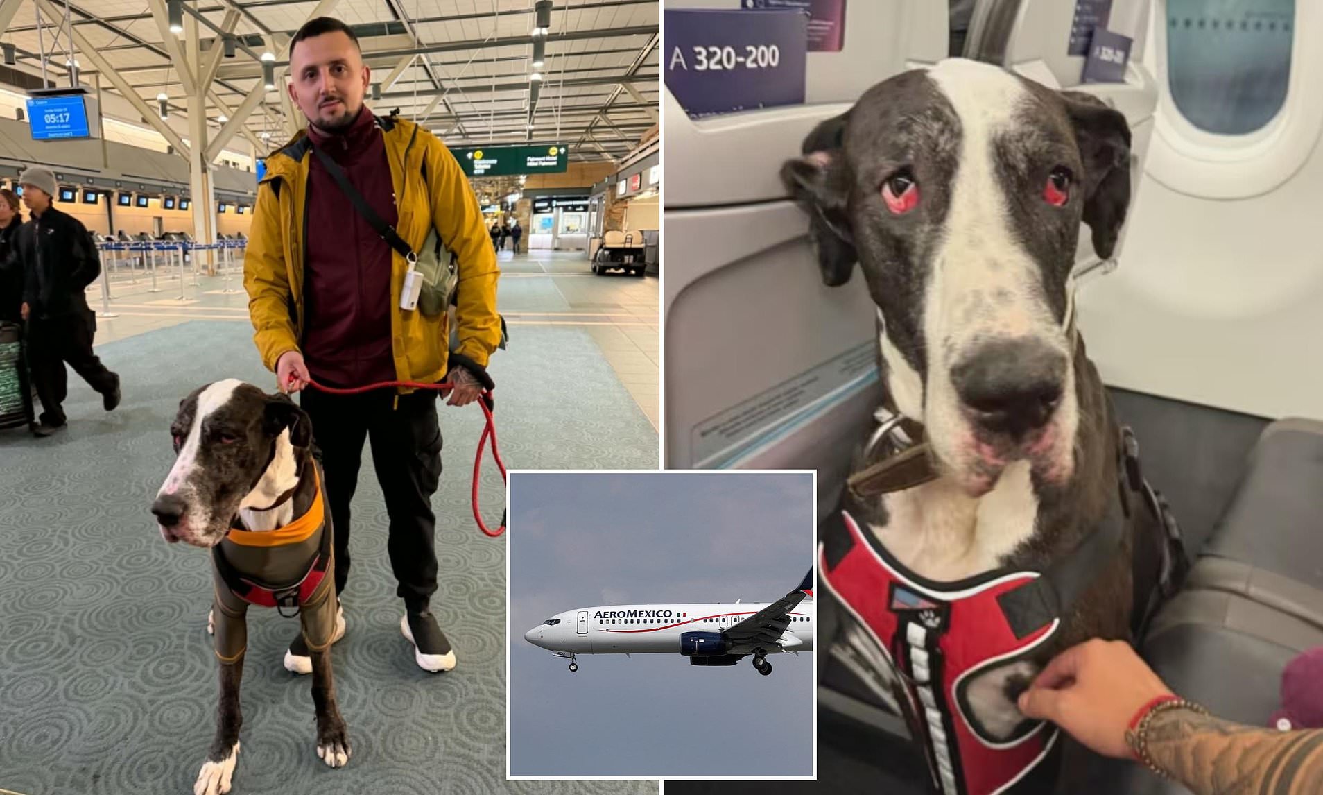 Diabetic outraged after airline refuses to board him with his service ...