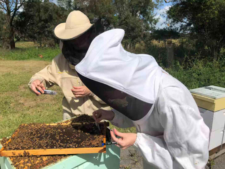 Honey bee hives have their own 'immune system.' Here's how tens of ...