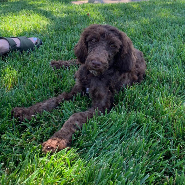Dog broker to the stars sued over alleged puppy laundering scheme that ...