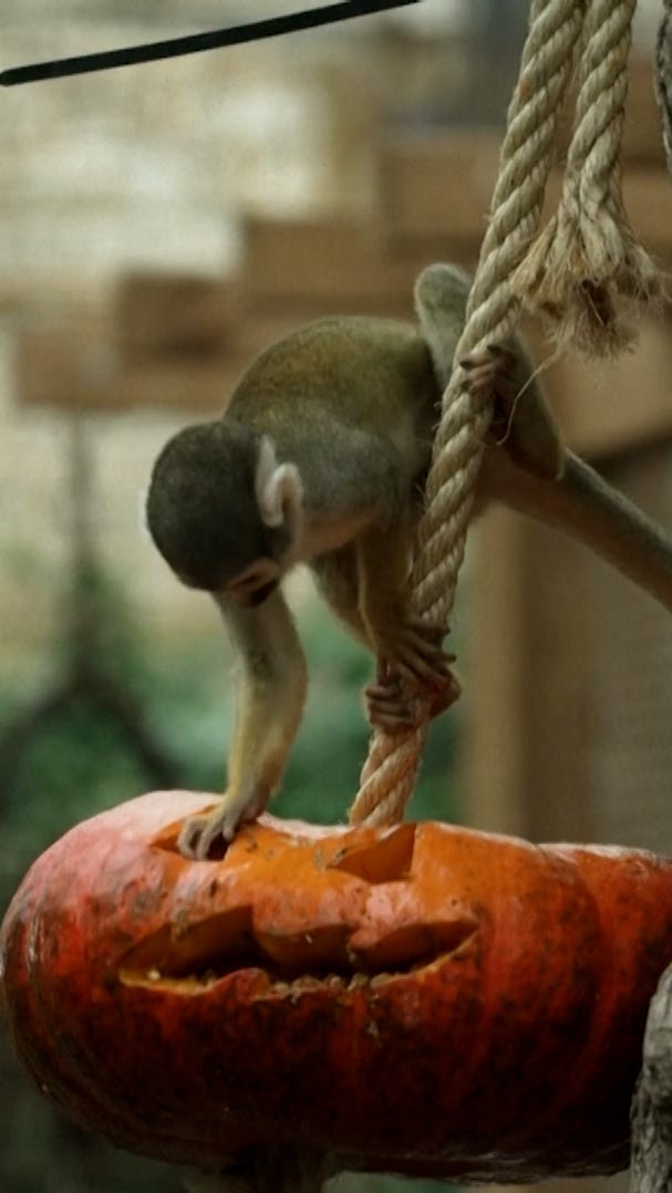 These animals are having a smashing good Halloween