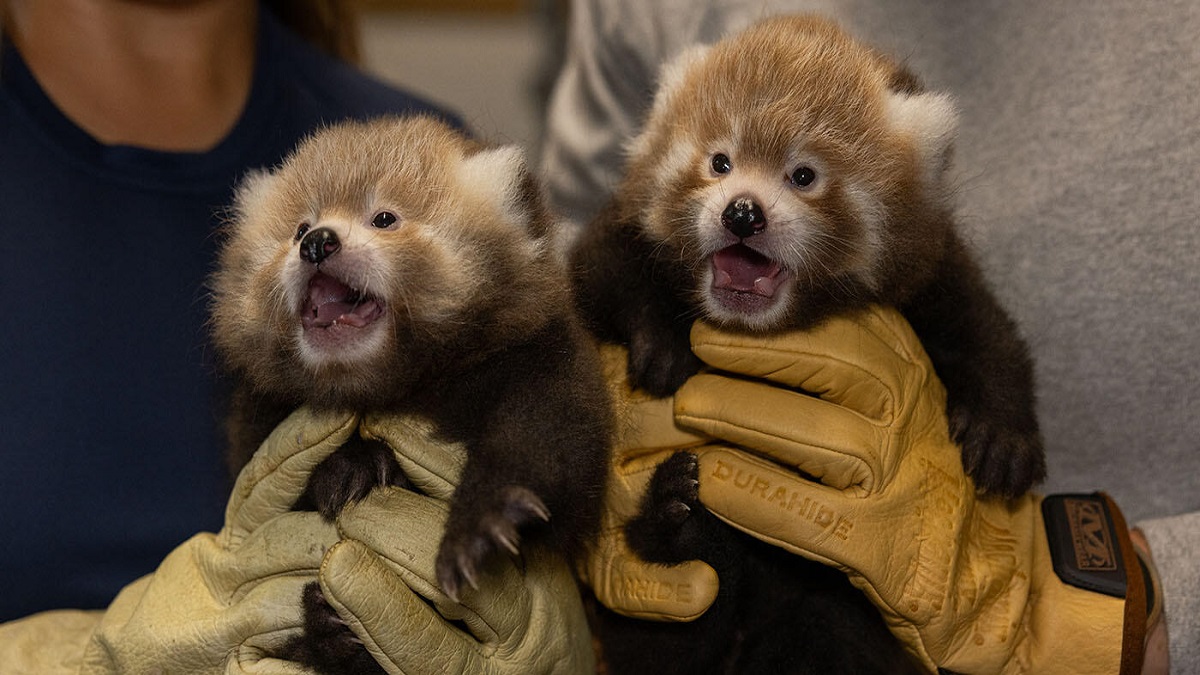 Smithsonian welcomes 3 new red panda cubs