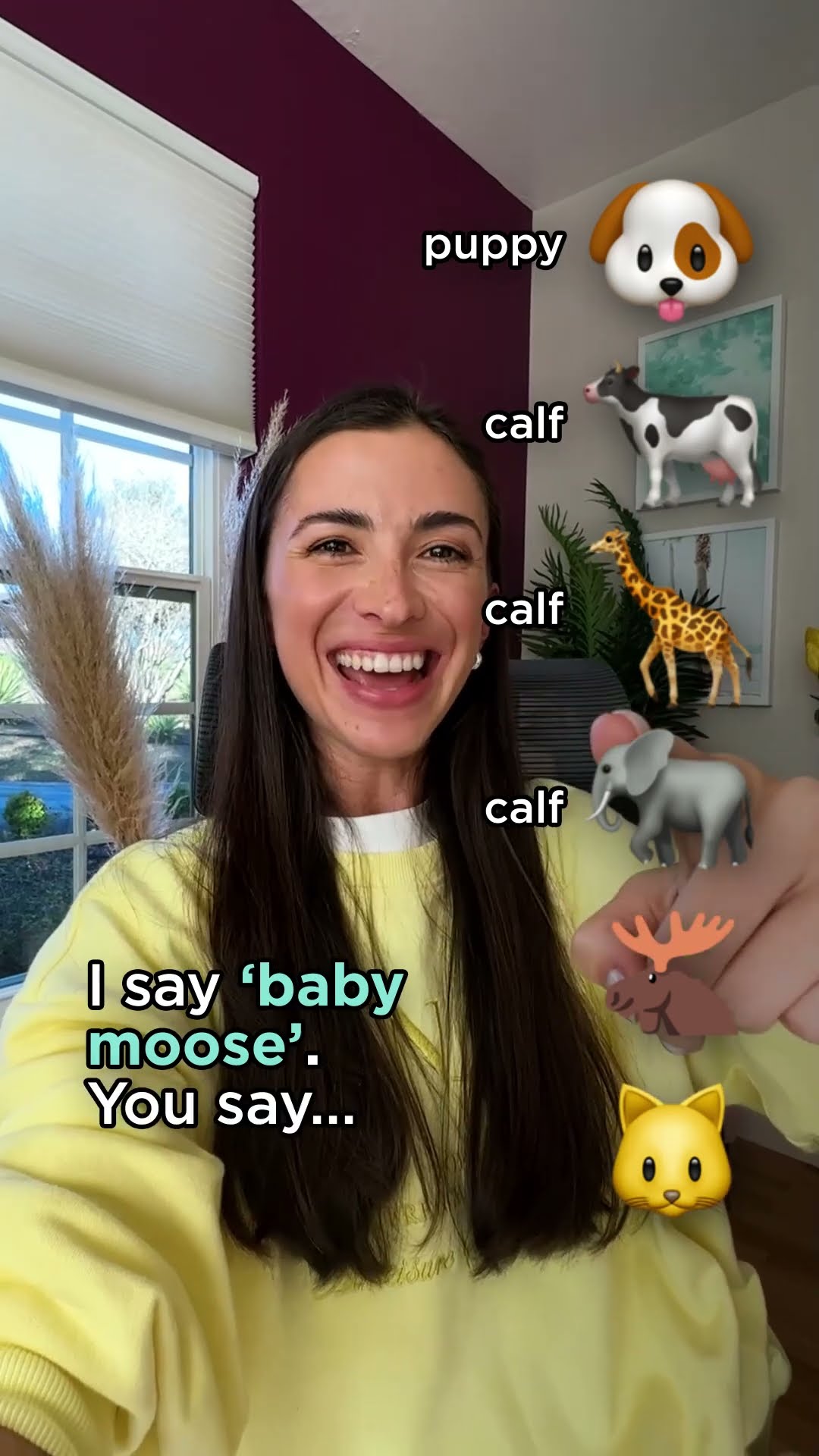 Name these baby animals quiz