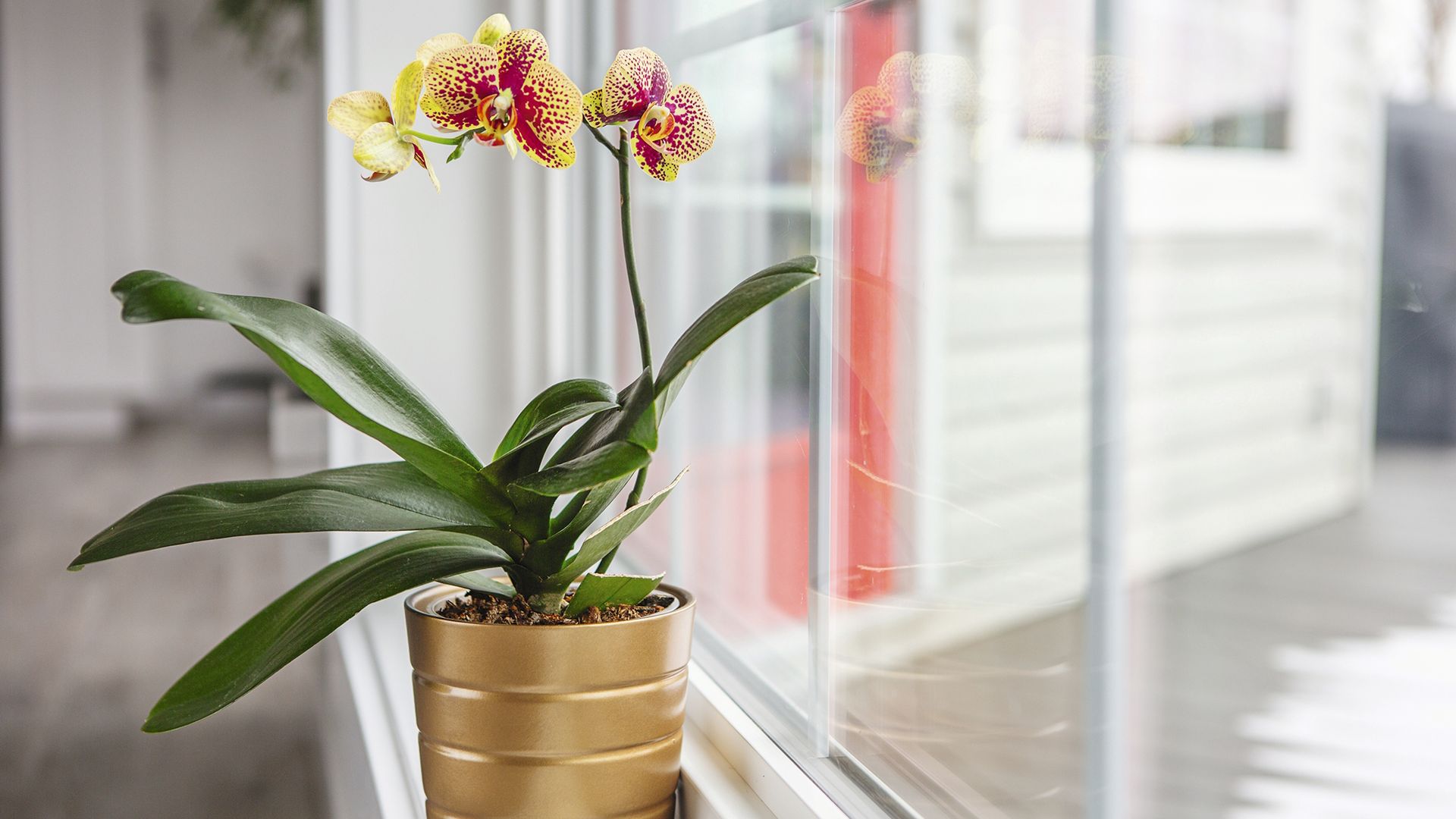 This product can quickly breathe new life into bare orchids for a ...