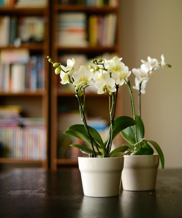 This product can quickly breathe new life into bare orchids for a ...