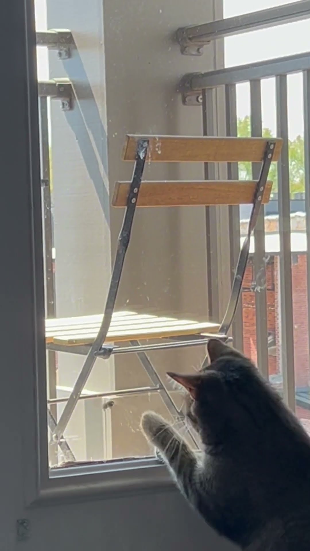 Cat versus balcony bug