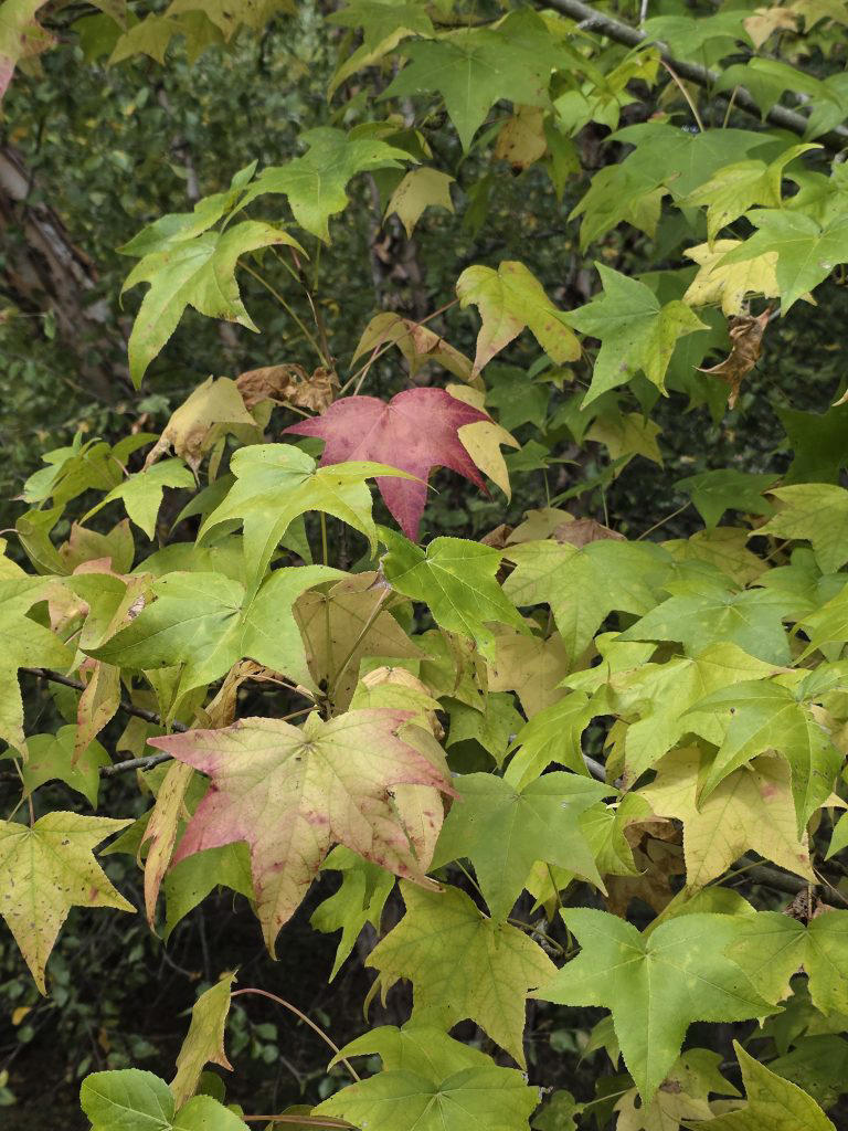 Maryland fall foliage report