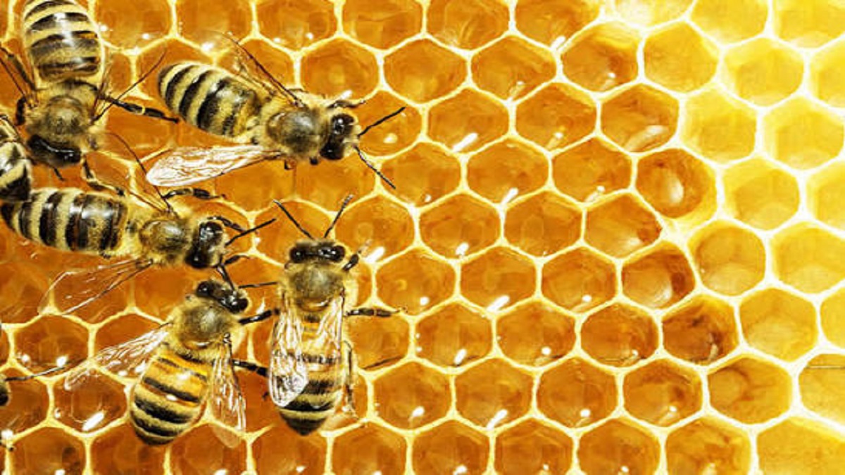 Maryland beekeepers warn of impact from federal lab shutdown