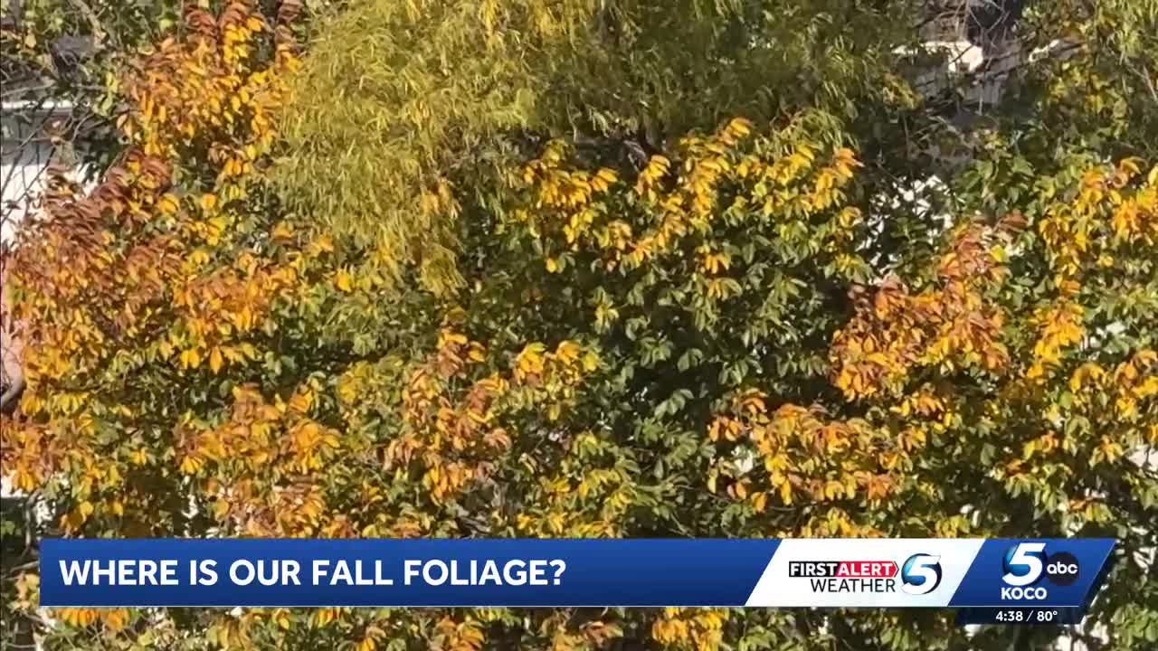 Oklahoma trees delay fall foliage changes amid warm weather