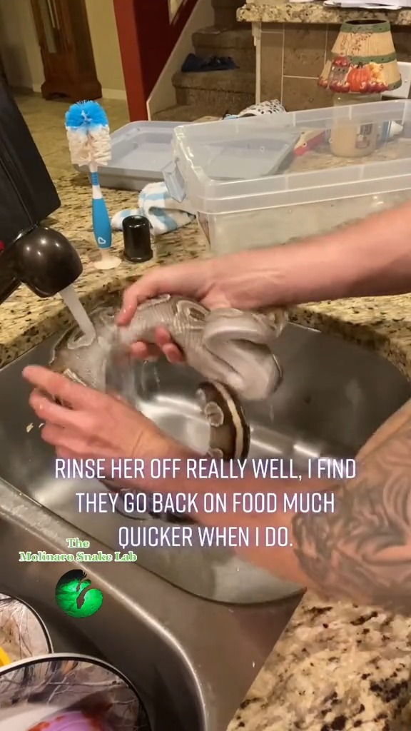 What happens when my snakes lay eggs?