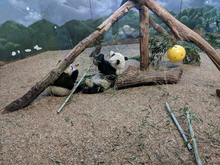 Local's guide to visiting Zoo Atlanta