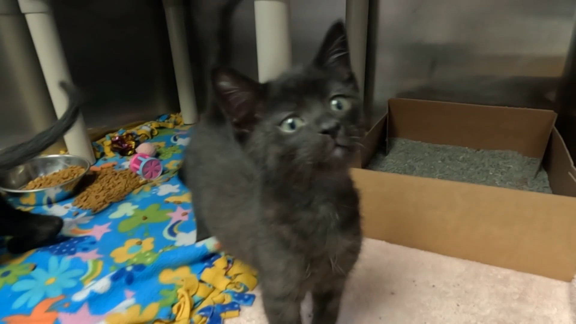 For Halloween, Quad City Animal Welfare Center working to break black ...