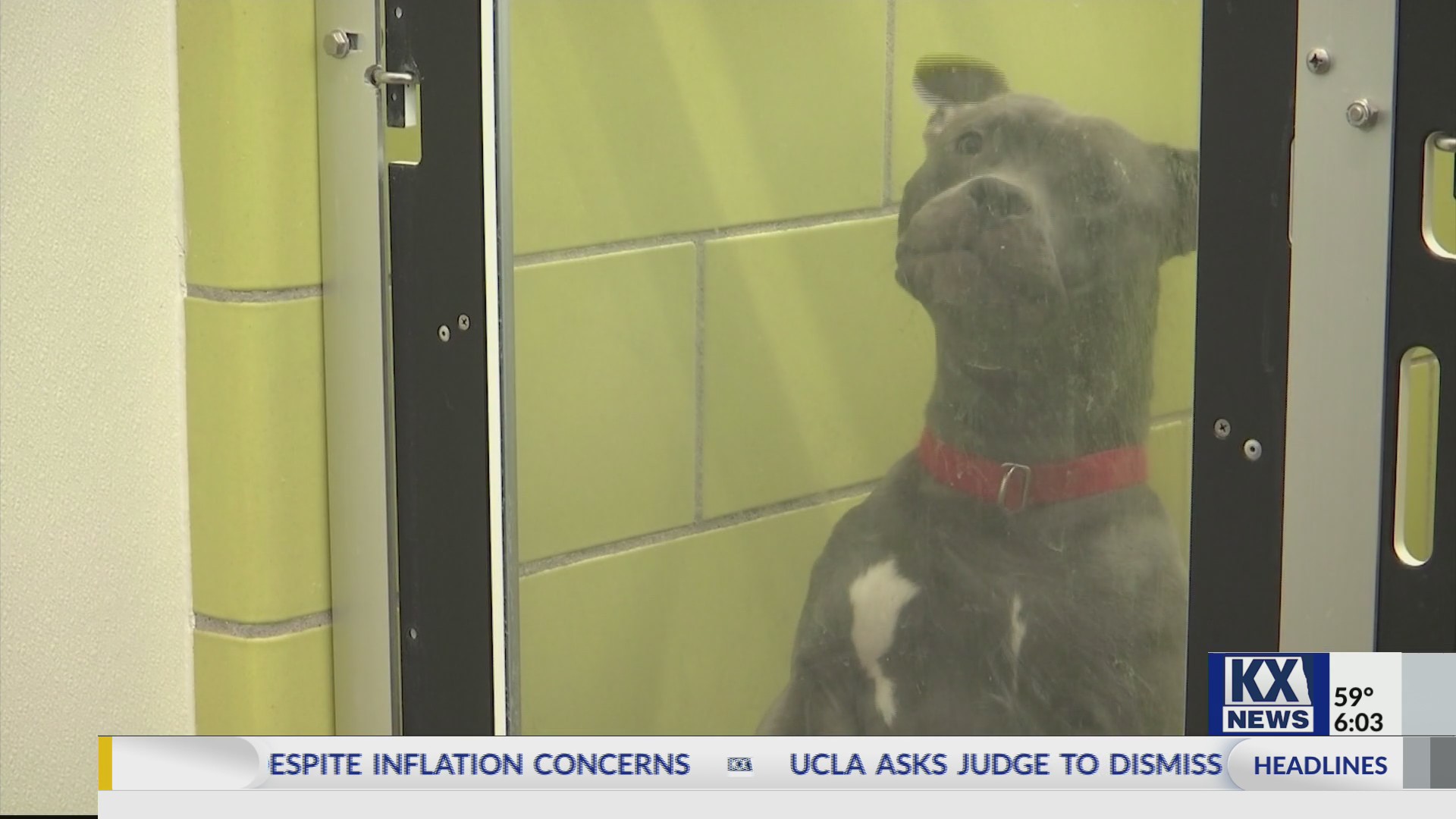 SVAS discusses misconceptions during Pit Bull Appreciation Month