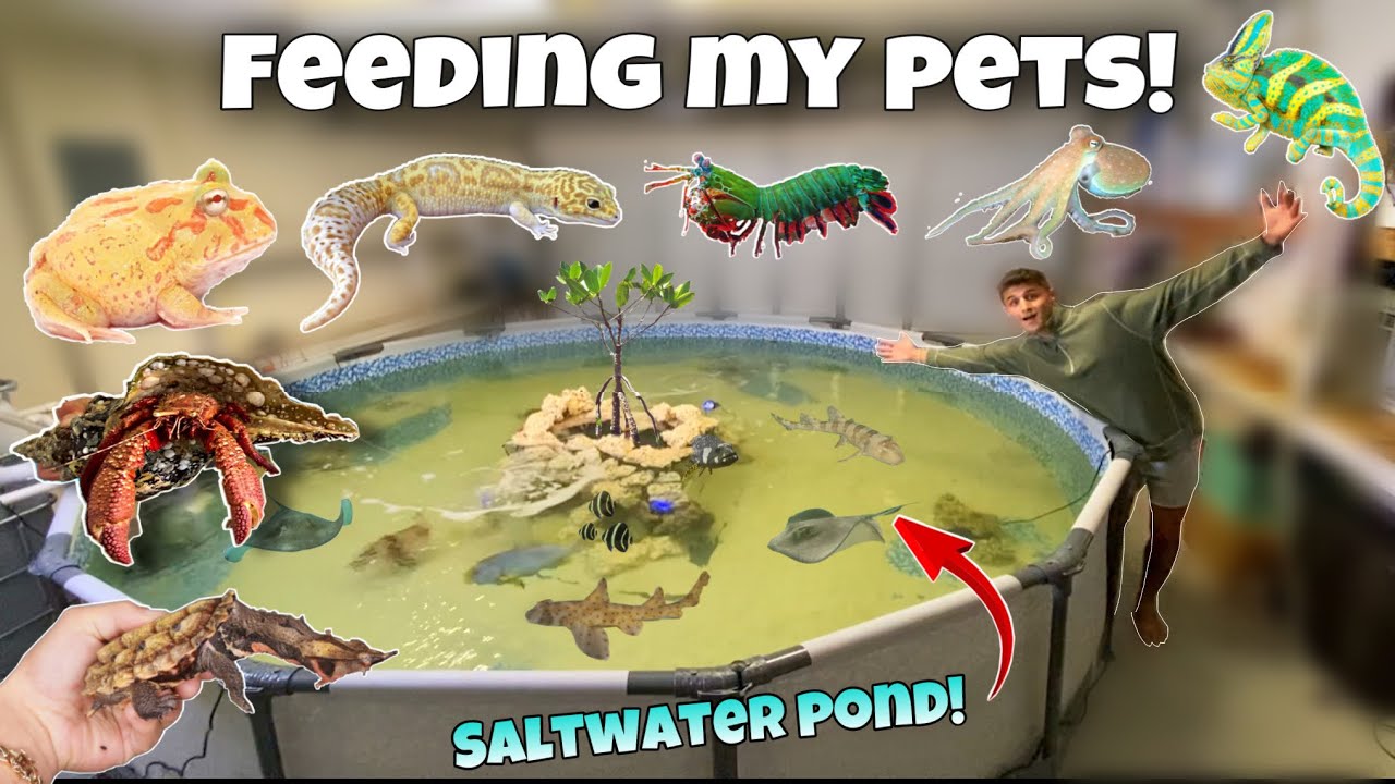 Feeding my exotic fish and reptiles!