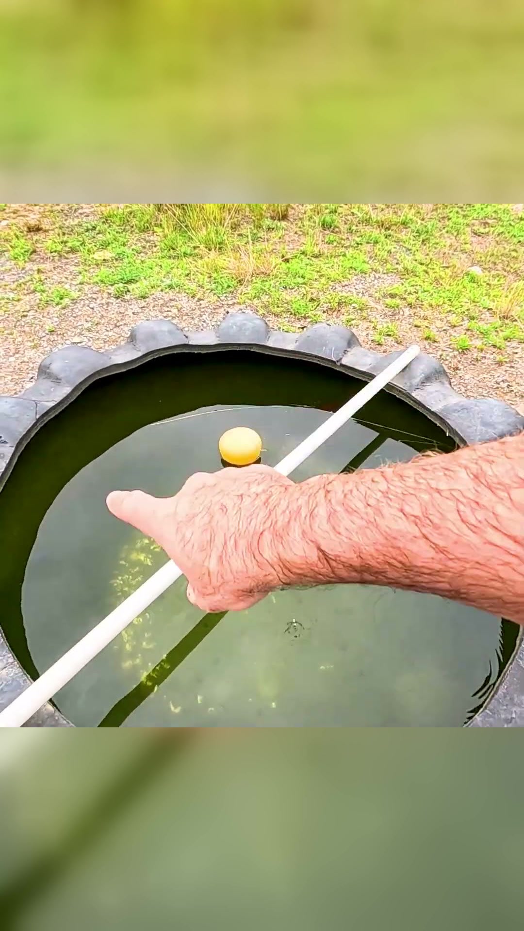 Why I put Snails and Gold Fish in my Farm Water tanks?