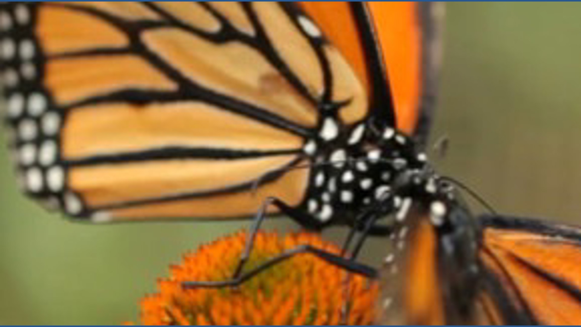 The optical illusion that makes butterflies almost impossible to catch