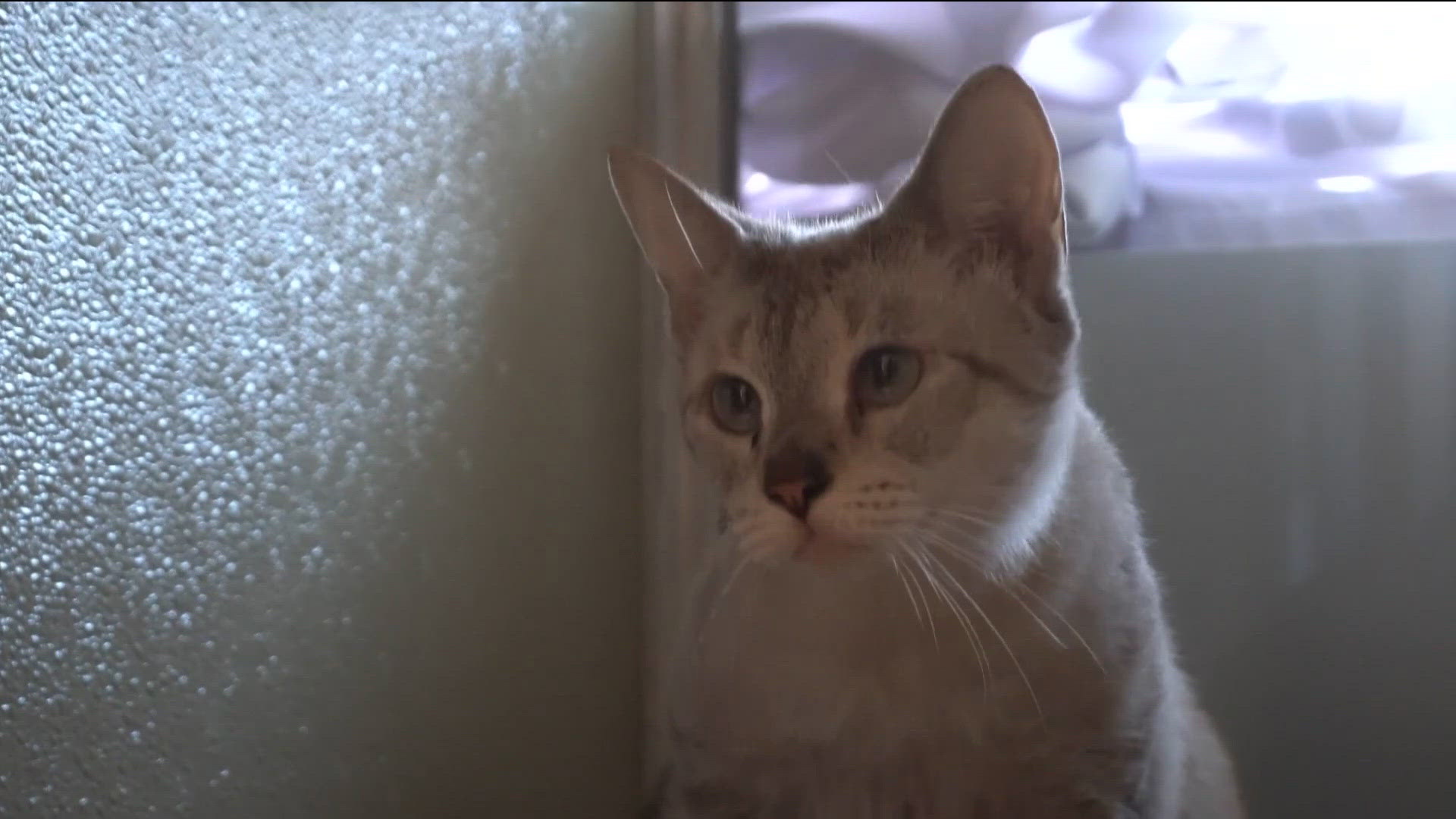 Pets displaced by Hurricane Lowell in Hawaii arrive in San Diego