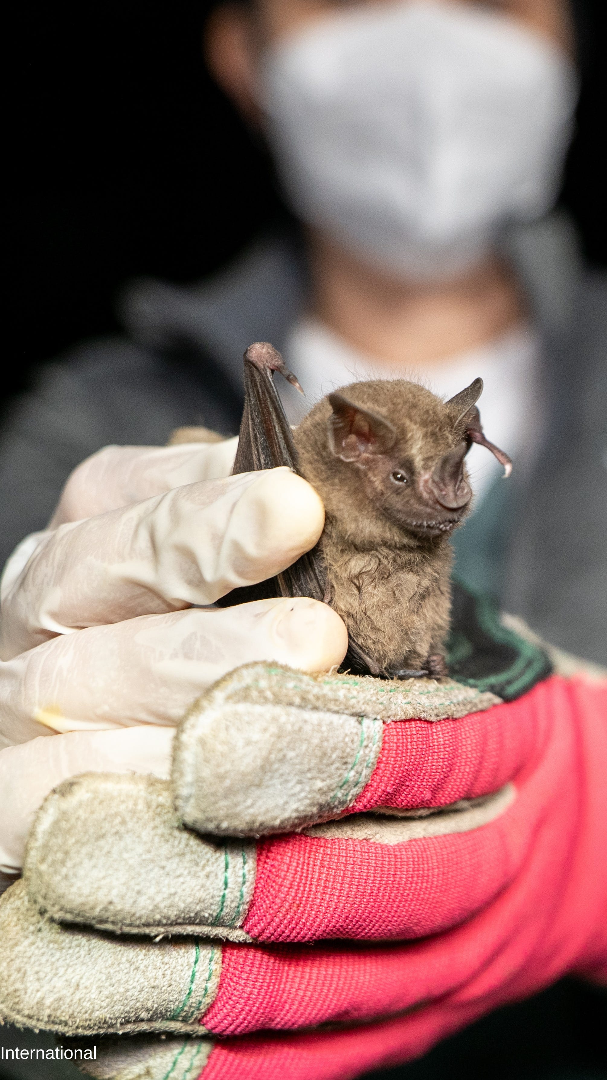 Looking beyond the myths during International Bat Week