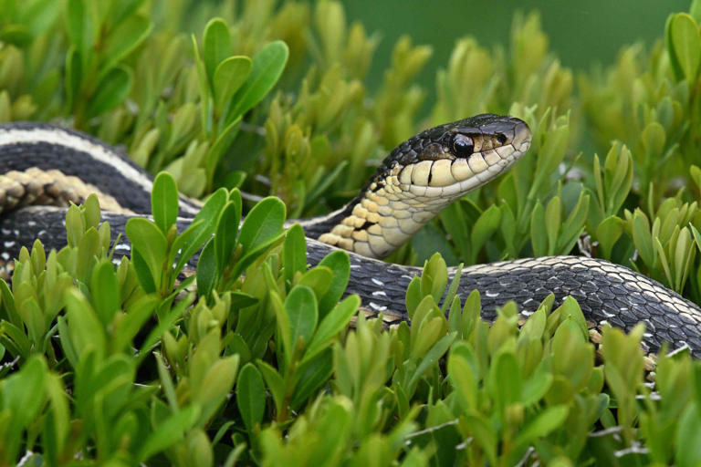 5 backyard features that secretly attract snakes, according to experts