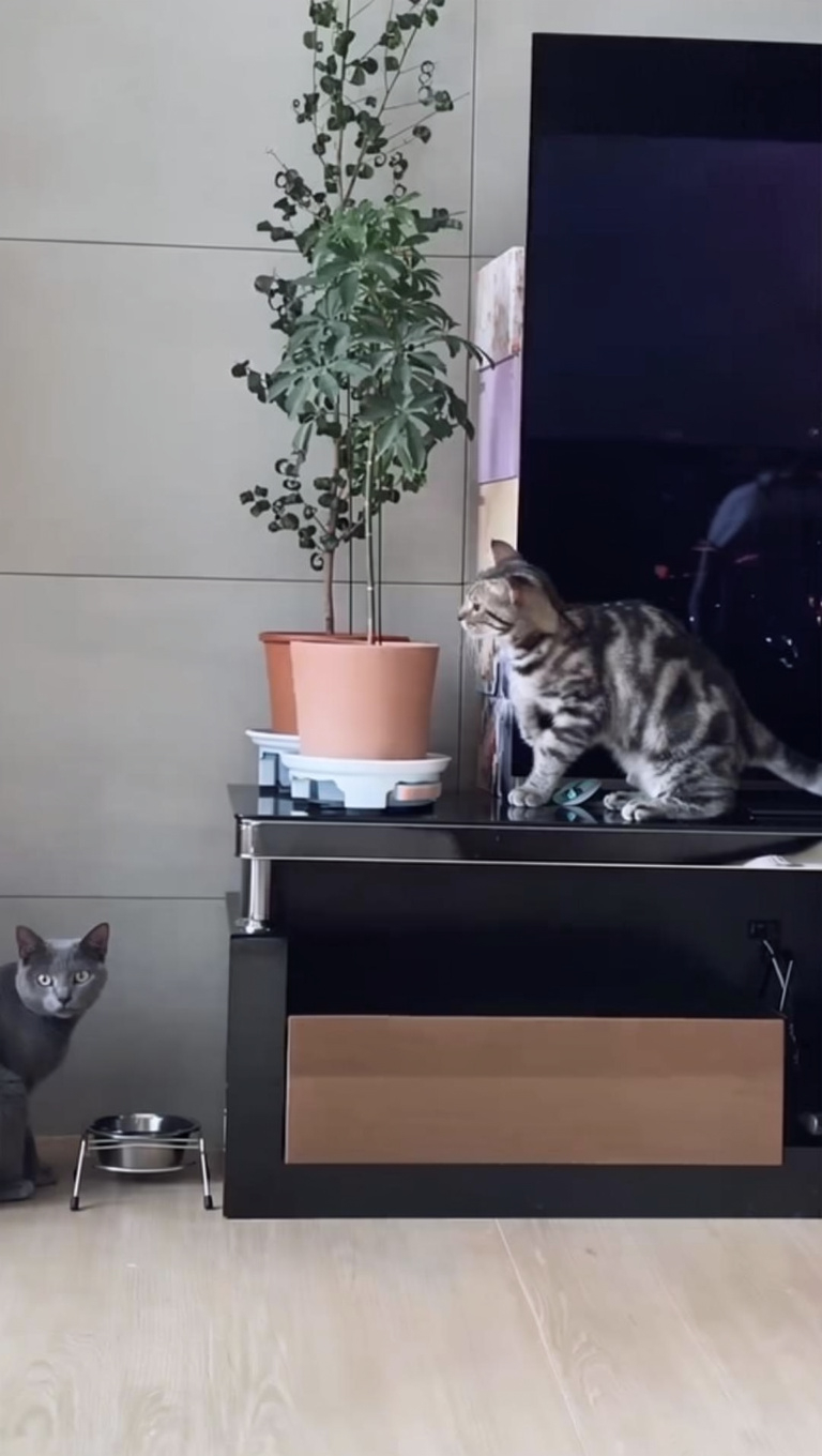 I need to stop pet sitting...