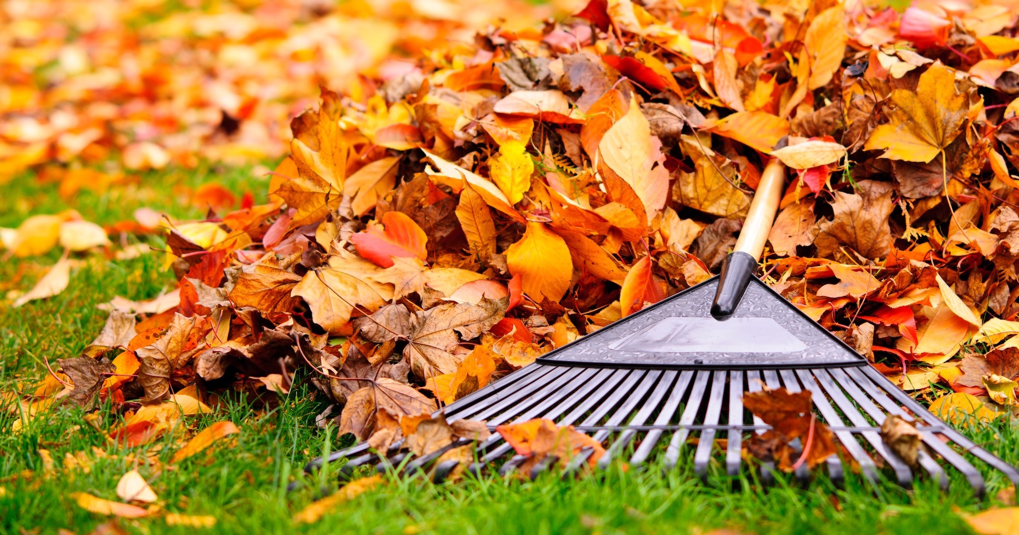 Top reasons for Coloradans to leave the leaves this fall