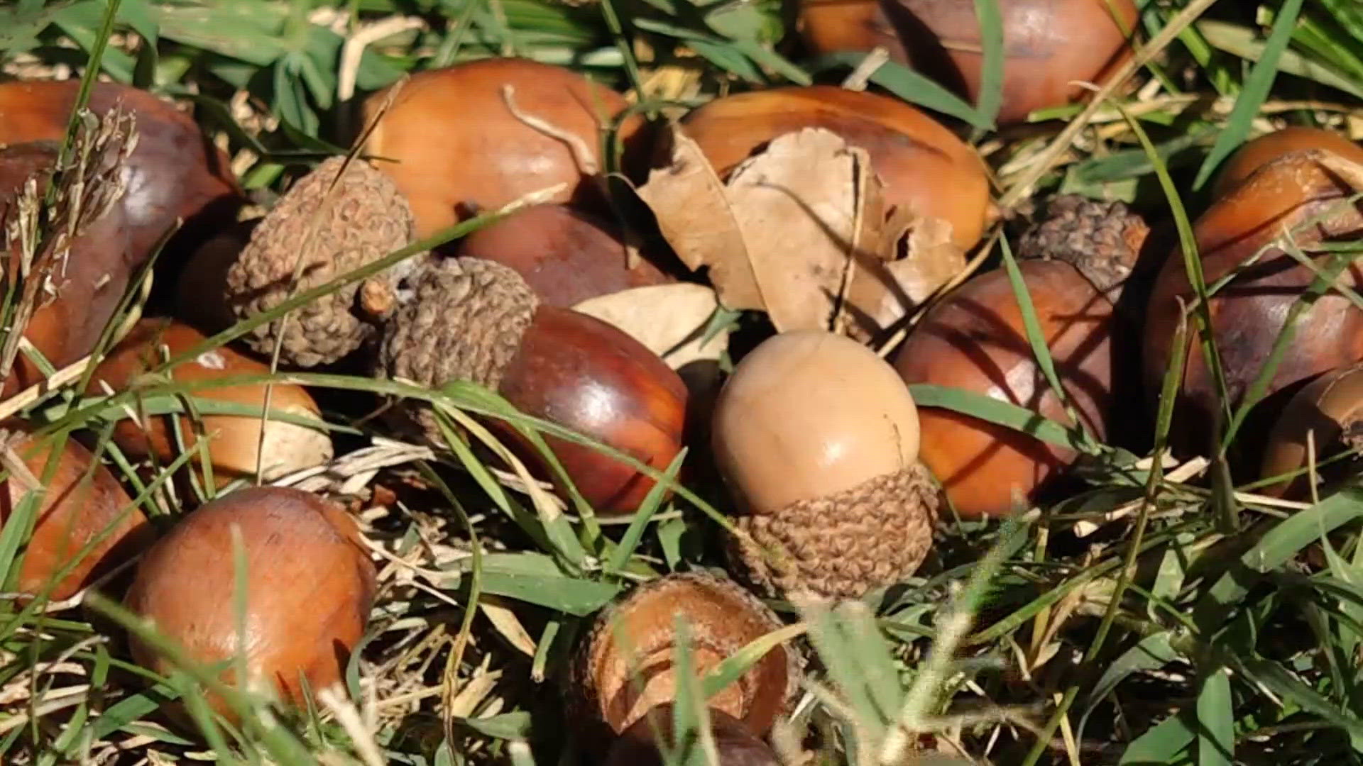 Initiative helping white oak trees grow