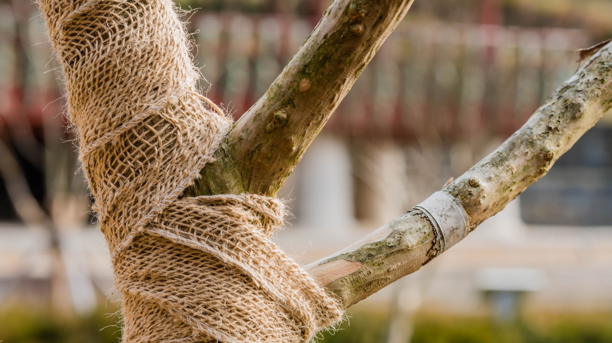 How to wrap a tree to protect it from winter damage