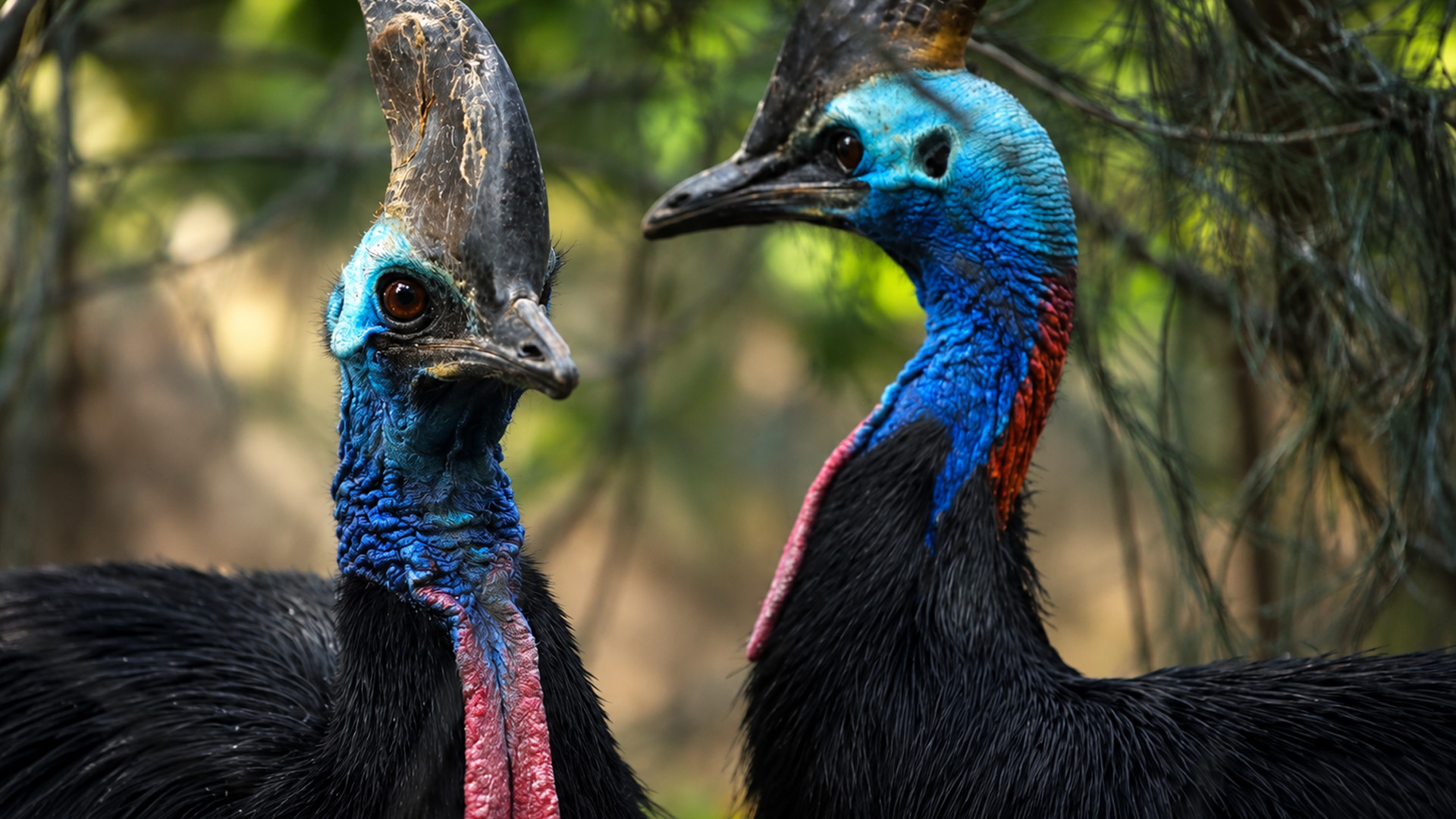 Strange helmet-shaped crests on these tropical birds