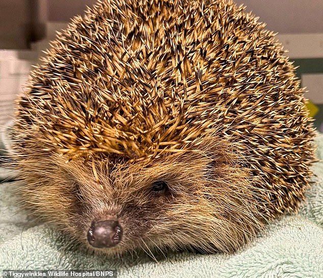 Hefty hedgehog named Hercules is rescued after getting stuck in a shed door