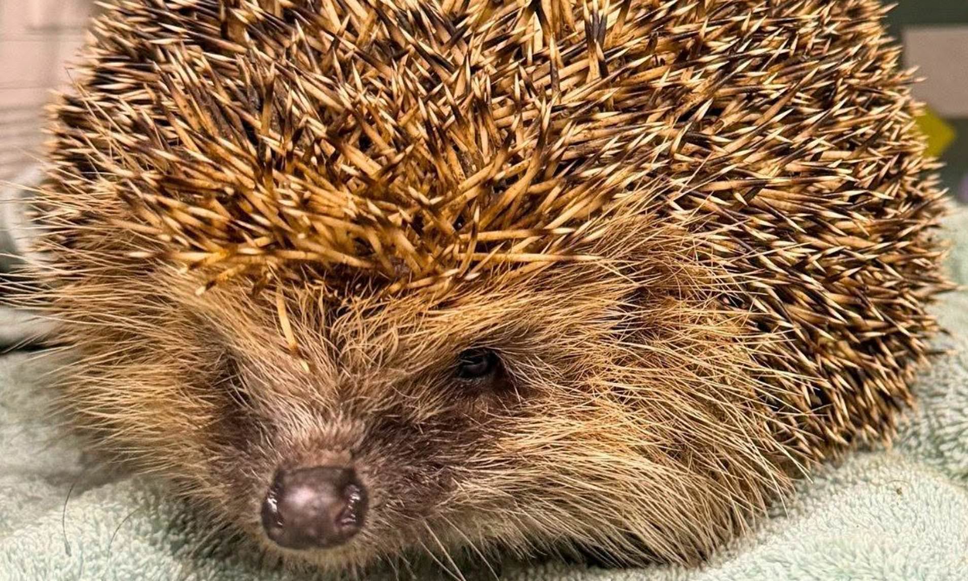 Hefty hedgehog named Hercules is rescued after getting stuck in a shed door