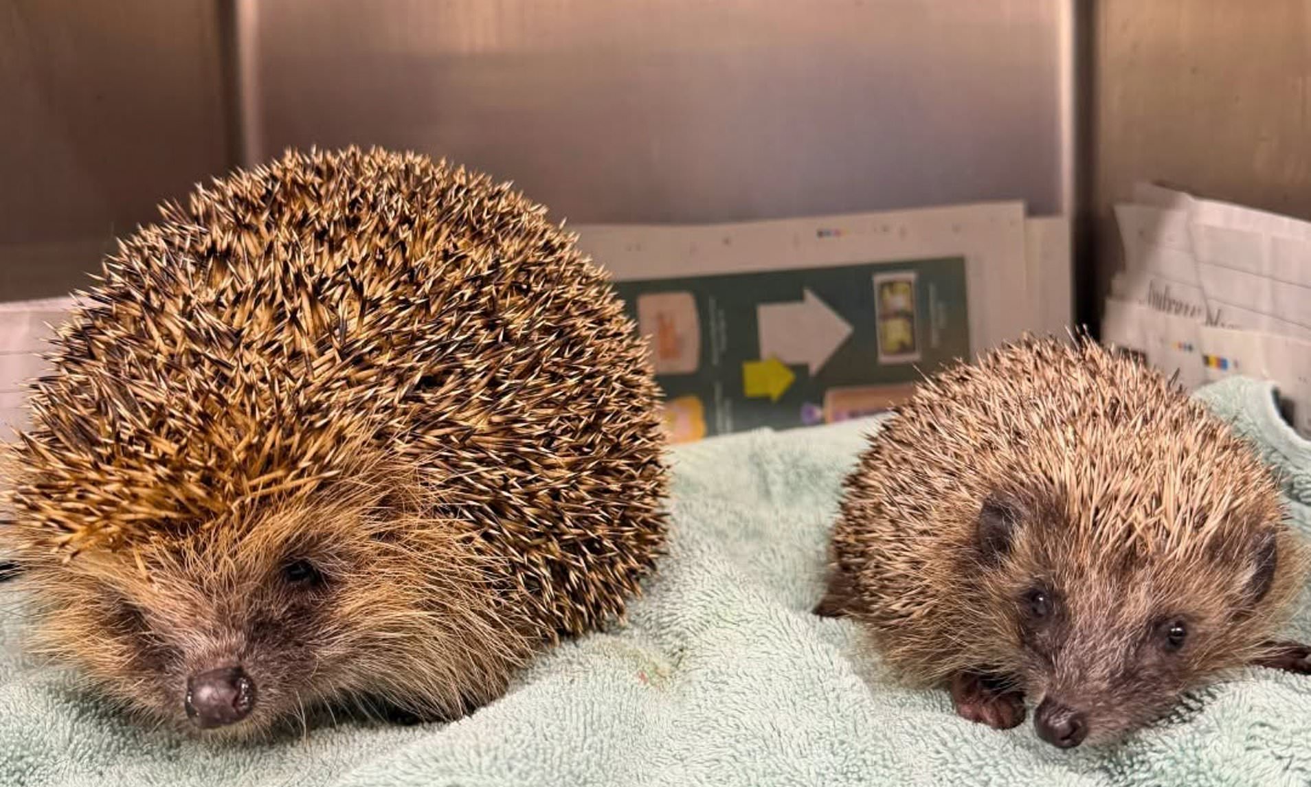 Hefty hedgehog named Hercules is rescued after getting stuck in a shed door