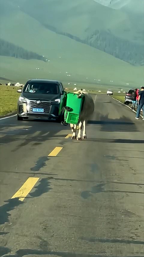Cow wanders into traffic with trash can stuck on its head
