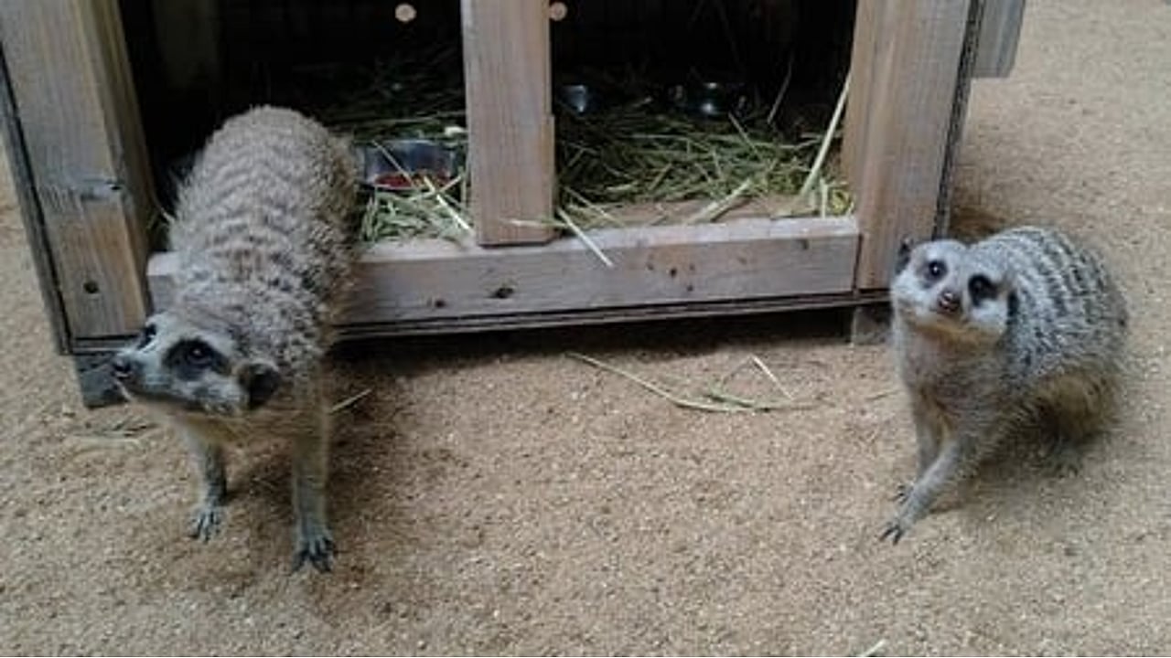 TN: Rise in smuggling of animals exposes craze for exotic pets
