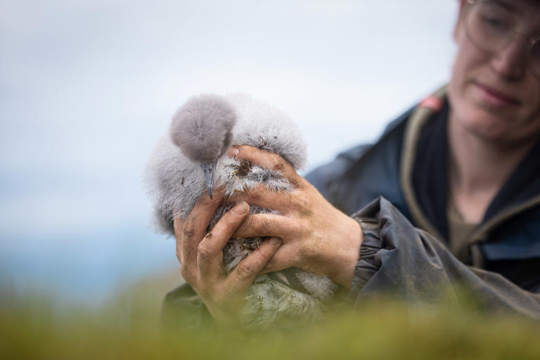 Eerie cry of seabird decimated by rat infestation to return to Scottish ...
