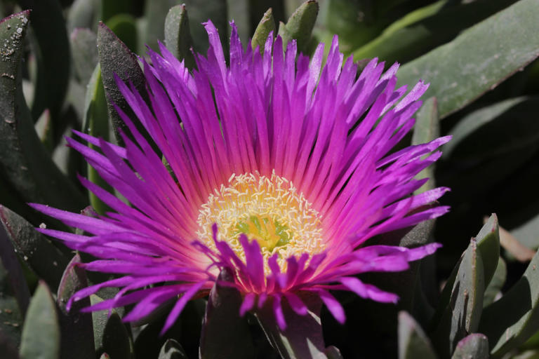 California brought in ice plant for erosion control in the early 1900s ...