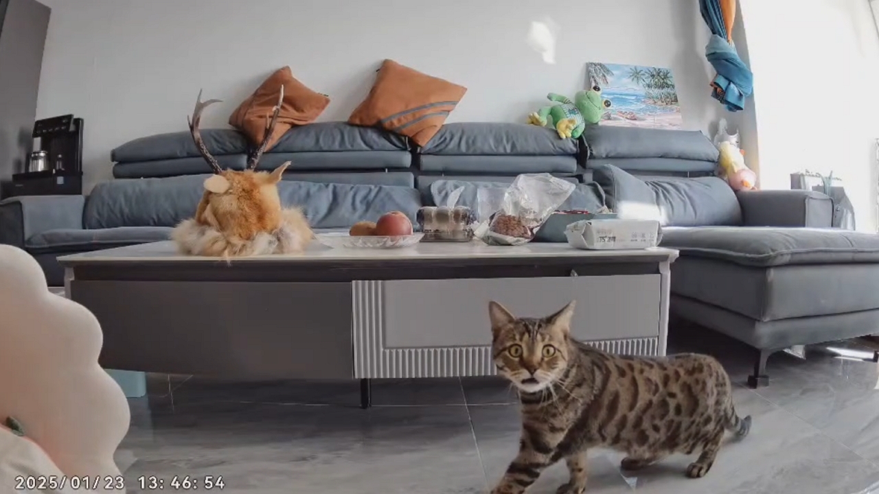Cat responds to owner's voice from security camera