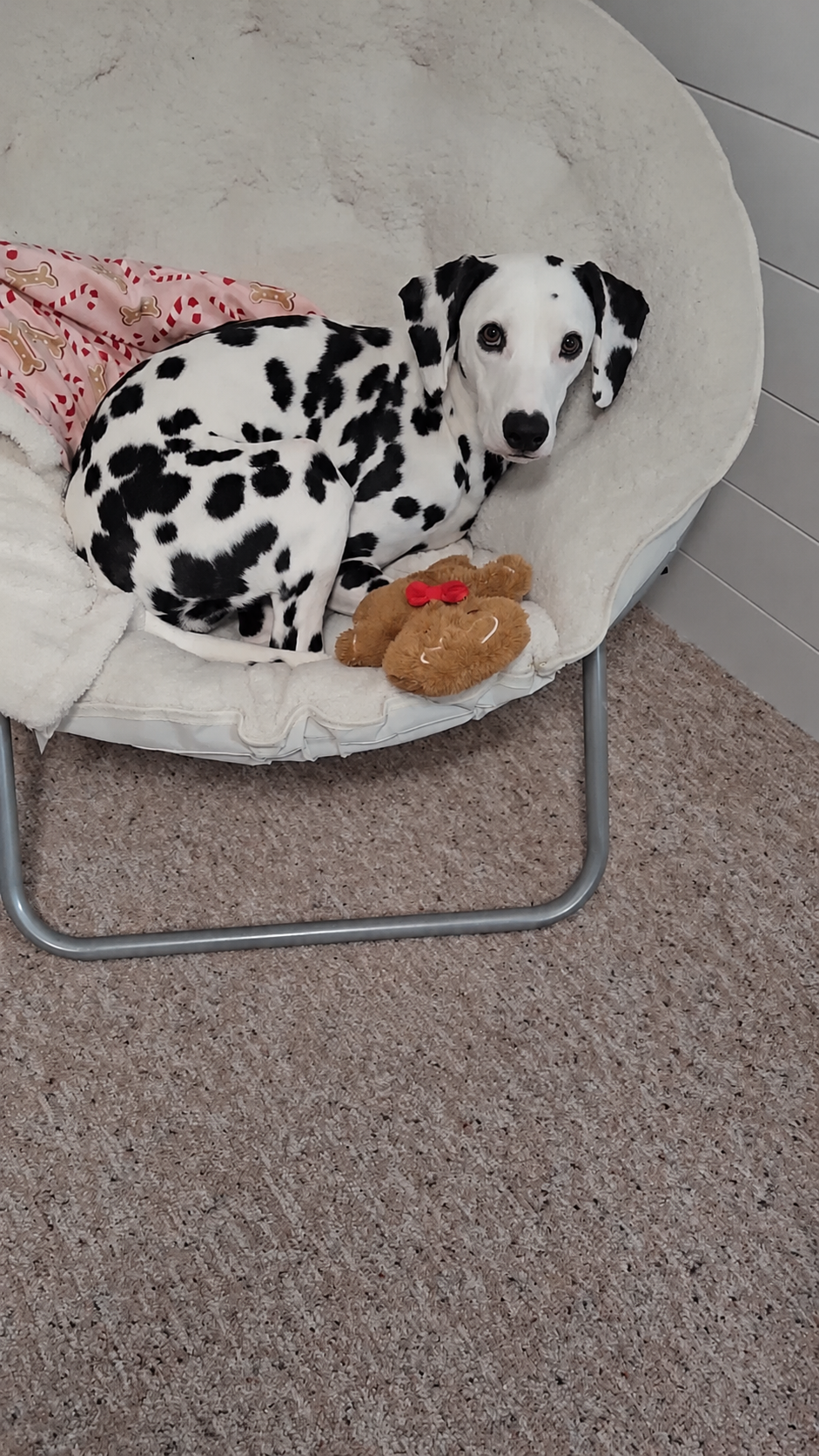 Sharing a pink heart for my dalmatian