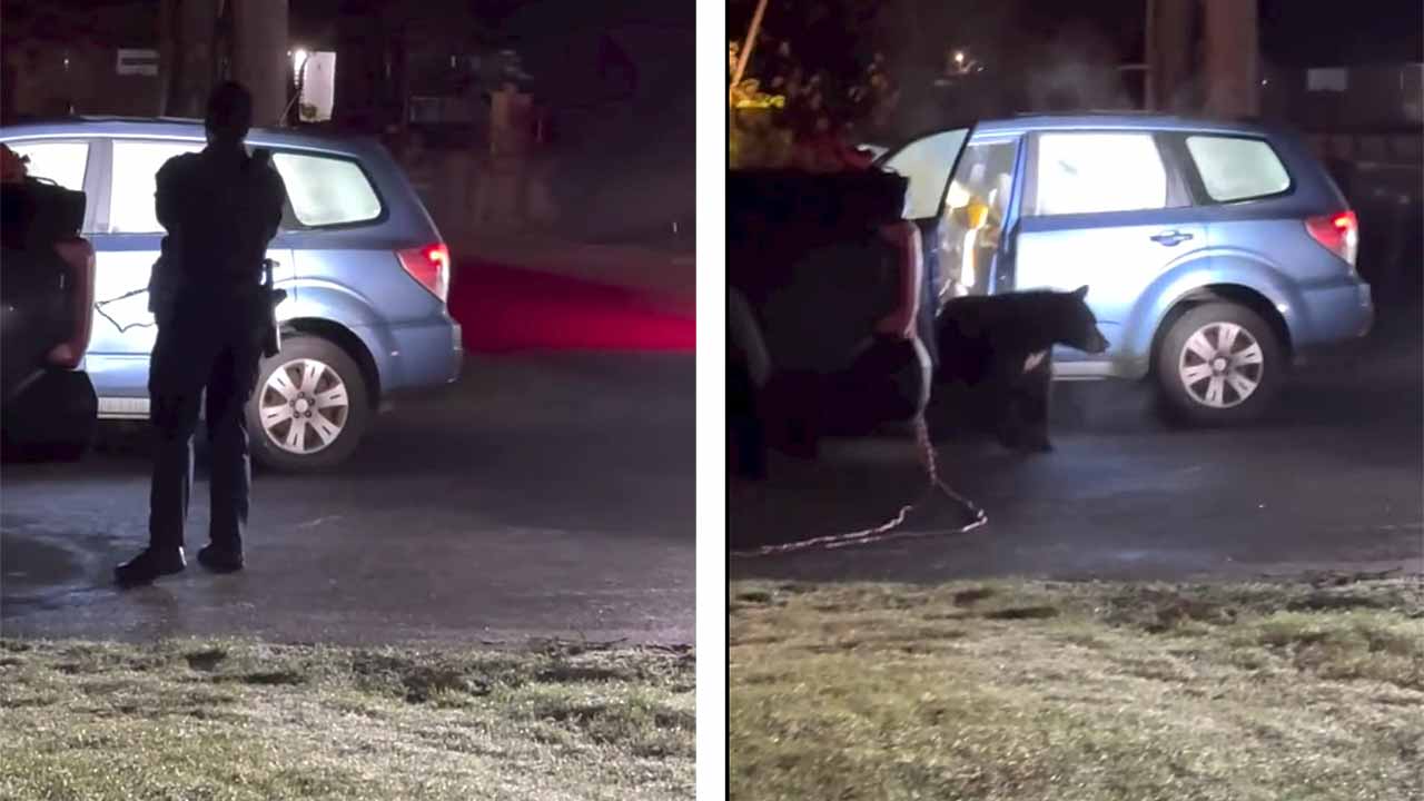 Bjørn ble fanget i Subaru og skadet bilens interiør i Alaska