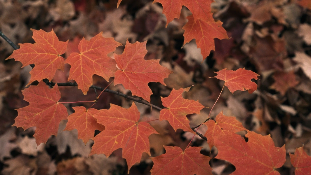 Maple magic from tree to table