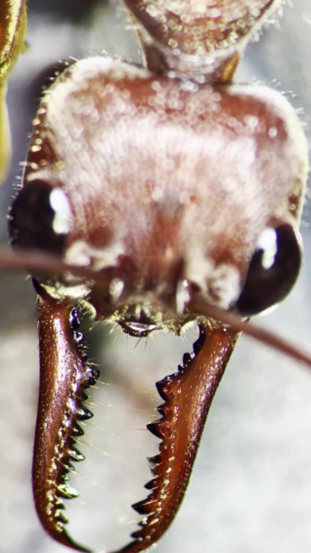 Understanding the value of rare ant species